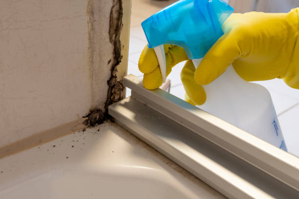 Best Preventive Mold Services in Council Grove, KS