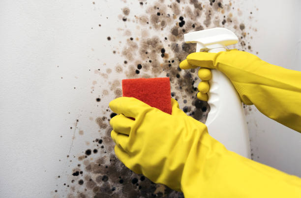 Best Basement Mold Remediation in Council Grove, KS