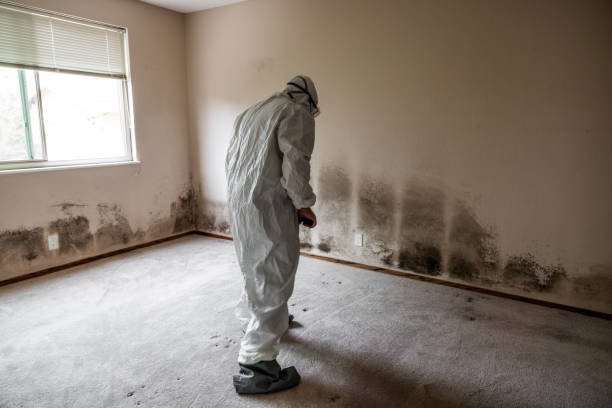 Best Post-Flood Mold Remediation in Council Grove, KS